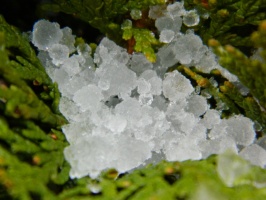 Ice crystals in leaves
