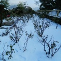Snow Garden
