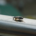 small cockroach