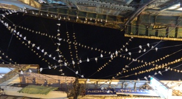 Hundreds of birds sitting on the wires at tallital (inside market at night)