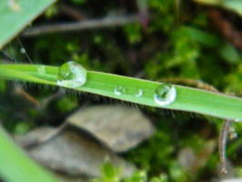 Water droplets on grass leaves