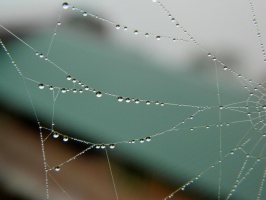 Spider web 2