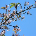 Early blossom