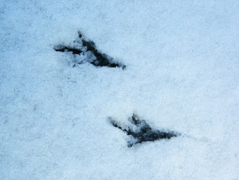 Footprints of a mystery bird... :)