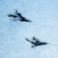 Footprints of a mystery bird... :)