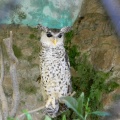 Beautiful n Proud Owl at Nainital Zoo